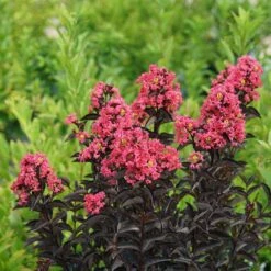 Center Stage® Coral Crapemyrtle -Great Garden Plants center stage coral crapemyrtle 3 sw