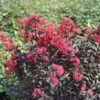 Center Stage® Pink Crapemyrtle -Great Garden Plants center stage pink crapemyrtle 1 sw