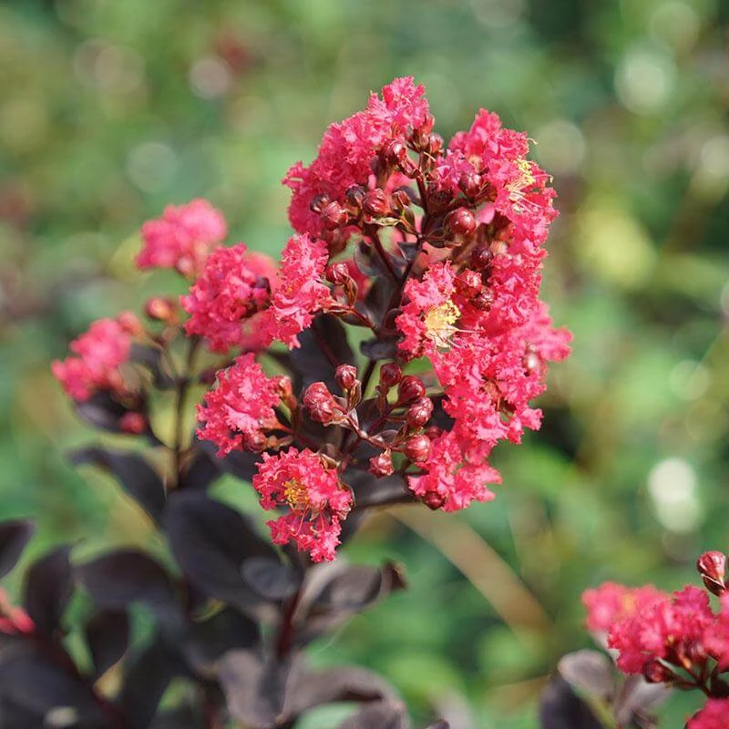 Center Stage® Pink Crapemyrtle 4 Center Stage® Pink Crapemyrtle - Image 2