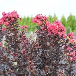 Center Stage® Pink Crapemyrtle 11 Center Stage® Pink Crapemyrtle -Great Garden Plants center stage pink crapemyrtle 3 sw