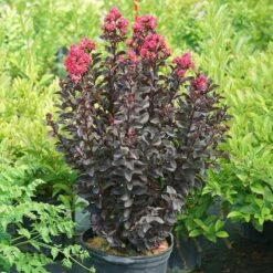 Center Stage® Pink Crapemyrtle 12 Center Stage® Pink Crapemyrtle -Great Garden Plants center stage pink crapemyrtle 5 sw