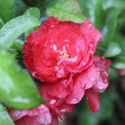 Double Take Pink™ Flowering Quince -Great Garden Plants chaenomeles double take pink 1 P sw