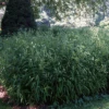 Northern Sea Oats -Great Garden Plants chasmanthium latifolium sea oats