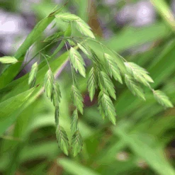 Northern Sea Oats -Great Garden Plants chasmanthium latifolium sea oats1