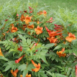 Chicklet™ Orange Trumpet Bush -Great Garden Plants chicklet orange 2 sq