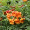 Chicklet™ Orange Trumpet Bush 2 Chicklet™ Orange Trumpet Bush -Great Garden Plants chicklet orange 3 sq