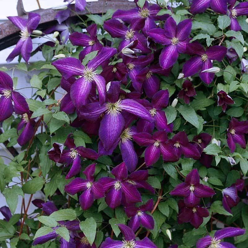 Happy Jack® Purple Clematis 3 Happy Jack® Purple Clematis
