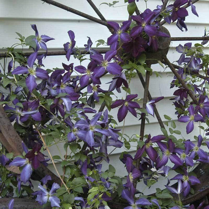 Happy Jack® Purple Clematis 4 Happy Jack® Purple Clematis - Image 2