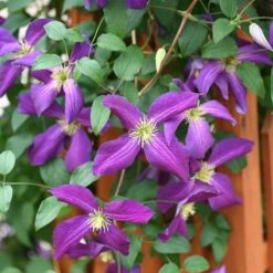 Happy Jack® Purple Clematis 9 Happy Jack® Purple Clematis -Great Garden Plants clematis happy jack purple 3 sw