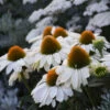 Color Coded™ 'The Price Is White' Coneflower -Great Garden Plants color coded the price is white coneflower 3