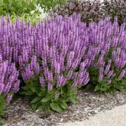 Color Spires® 'Back To The Fuchsia' Salvia -Great Garden Plants color spires back to the fuchsia salvia 1
