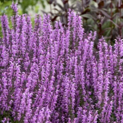 Great Garden Plants -Great Garden Plants color spires back to the fuchsia salvia 2