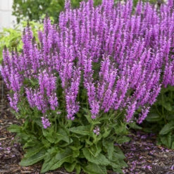 Great Garden Plants 15 Color Spires® 'Back To The Fuchsia' Salvia