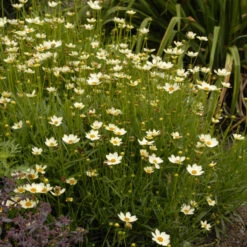 'Star Cluster' Tickseed 7 'Star Cluster' Tickseed -Great Garden Plants coreopsis tickseed starcluster 3