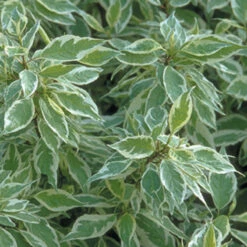 Ivory Halo® Red-Twig Dogwood