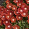 Kaleidoscope™ 'Dancing Embers' Ice Plant