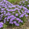 Totally Stokedâ„¢ 'Riptide' Stoke's Aster 2 Totally Stokedâ„¢ 'Riptide' Stoke's Aster -Great Garden Plants d9427e864a9d2fc161f97ac6d679910d
