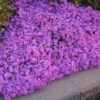 'Drummond's Pink' Creeping Phlox -Great Garden Plants de32e876ac7572f2d82702d4d84e4aca