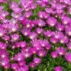 Pink Ice Plant -Great Garden Plants delosperma cooperi ice plant 1 sw