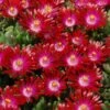 Hot Cakes® 'Saucy Strawberry' Ice Plant -Great Garden Plants delosperma hot cakes saucy strawberry 1 P sw