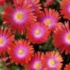 'Jewel Of Desert Garnet' Ice Plant -Great Garden Plants delosperma jewel of desert garnet ice plant 1 sw