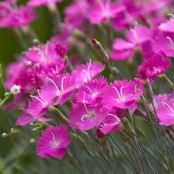 'Firewitch' Dianthus -Great Garden Plants dianthus firewitch cheddar pinks 3 sw