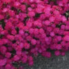 'Paint The Town Red' Dianthus -Great Garden Plants dianthus paint the town red 1