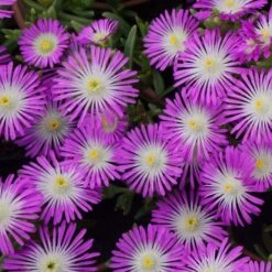 Wheels Of Wonder® Purple Wonder Ice Plant -Great Garden Plants dispthumb