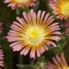 Wheels Of Wonder® Salmony Pink Ice Plant -Great Garden Plants dispthumb 1