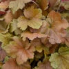 Dolce® 'Toffee Tart' Coral Bells 1 Dolce® 'Toffee Tart' Coral Bells -Great Garden Plants dolce toffee tart coral bells 3