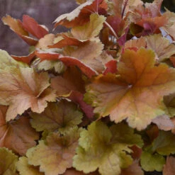 Dolce® 'Toffee Tart' Coral Bells 11 Dolce® 'Toffee Tart' Coral Bells -Great Garden Plants dolce toffee tart coral bells 4