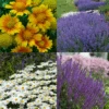 Drought Resistant+ Long Blooming Collection -Great Garden Plants drough resistant and long blooming collection