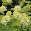 Dwarf Fothergilla 2 Dwarf Fothergilla -Great Garden Plants dwarf fothergilla 1