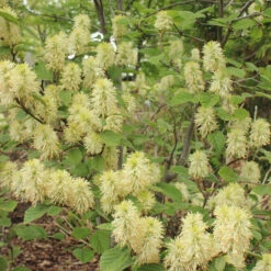 Dwarf Fothergilla -Great Garden Plants dwarf fothergilla 2
