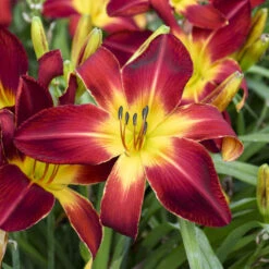 Rainbow Rhythm® 'Ruby Spider' Daylily -Great Garden Plants e733f097c1ead2fcaa10f5dc96466246