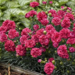 Fruit Punch® 'Raspberry Ruffles' Dianthus 9 Fruit Punch® 'Raspberry Ruffles' Dianthus -Great Garden Plants e87edf696373a284d9438c94dccc133f