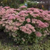 'Autumn Joy' Stonecrop -Great Garden Plants ea047a124351d66be01a92e16e5529f9