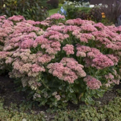 Great Garden Plants 42 'Autumn Joy' Stonecrop