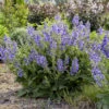 Living Large™ Big Sky Salvia -Great Garden Plants ec648a2345c4e5273784f5d2eb832983