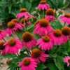 PowWow® Wild Berry Coneflower -Great Garden Plants echinacea pow wow wild berry 1