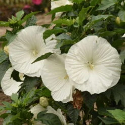'Marshmallow Moon' Perennial Hibiscus -Great Garden Plants ed8299824e1295ff82956d59535837a6