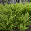 Ostrich Fern 1 Ostrich Fern -Great Garden Plants edcabb402c38f262b74af1760e3ef7e3