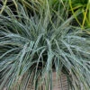 EverColor® 'Everest' Sedge 2 EverColor® 'Everest' Sedge -Great Garden Plants evercolor everest sedge 1