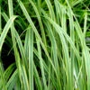 EverColor® 'Everlime' Sedge 2 EverColor® 'Everlime' Sedge -Great Garden Plants evercolor everlime sedge 1