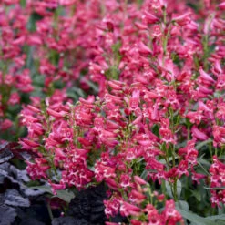 Bejeweled™ 'Rose Rhinestones' Beardtongue -Great Garden Plants f0729aba48493182b356841991b9f9c4
