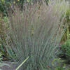 Blue Heaven® Little Bluestem -Great Garden Plants f1791ffacb429ee15c471289c4d8cbe6