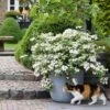 Fairytrail Bride™ Cascade Hydrangea™ 2 Fairytrail Bride™ Cascade Hydrangea™ -Great Garden Plants fairytrail bride cascading hydrangea 2 sw