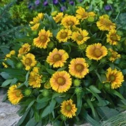 'Arizona Apricot' Blanket Flower 11 'Arizona Apricot' Blanket Flower -Great Garden Plants fc49797d81d329fb48f92c05d632a479