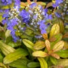 Feathered Friends™ 'Fancy Finch' Bugleweed -Great Garden Plants feathered friends fancy finch bugleweed 4