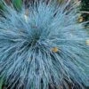 'Boulder Blue' Blue Fescue 1 'Boulder Blue' Blue Fescue -Great Garden Plants festuca boulder blue fescue 1 sw